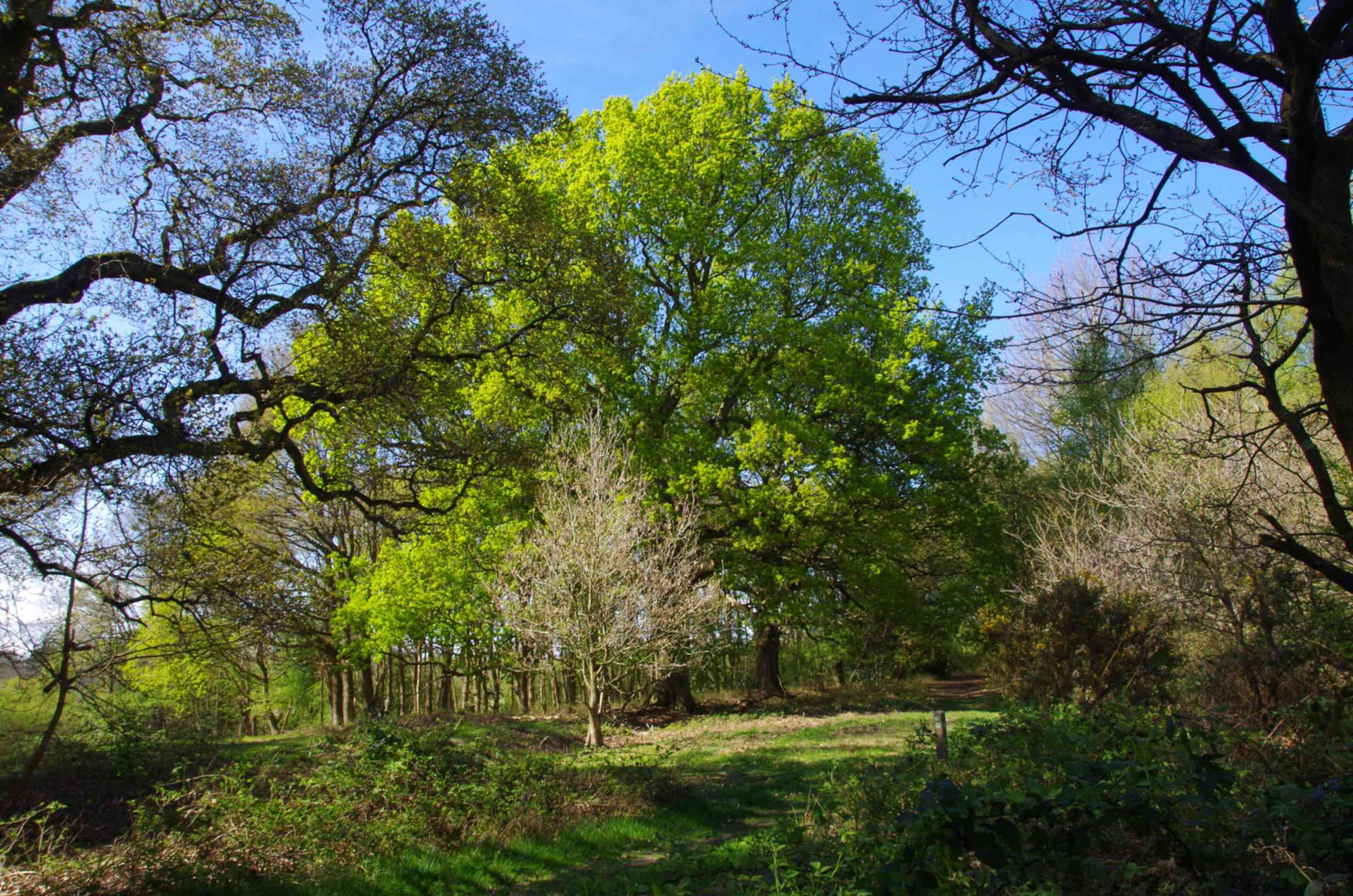 Oak at Stanmore Country Park